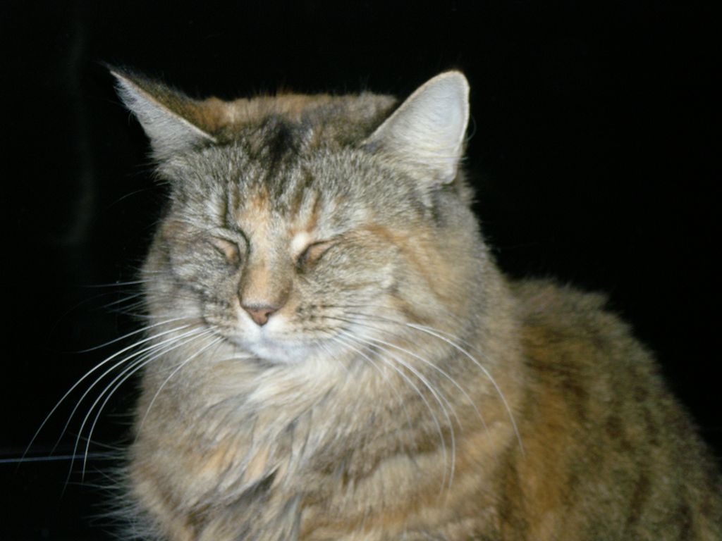 Gatti Norvegesi - cuccioli