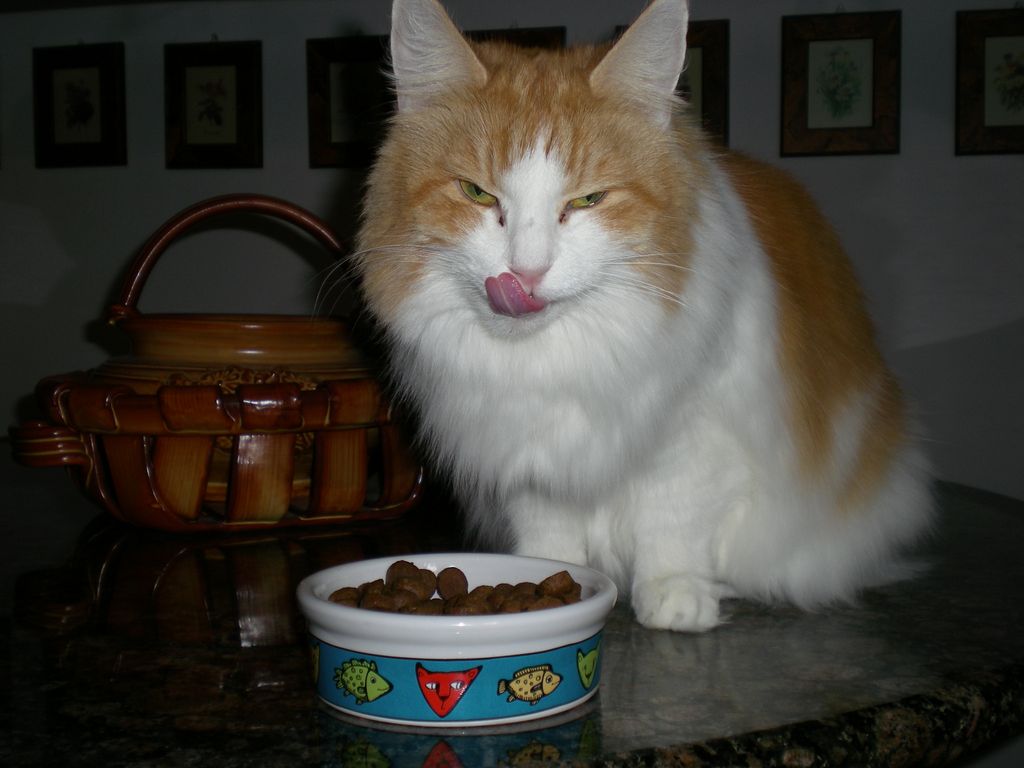 Gatti Norvegesi - cuccioli
