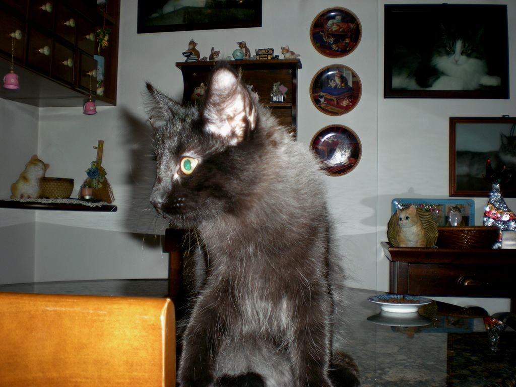 Gatti Norvegesi - cuccioli