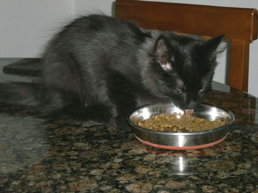 Gatti Norvegesi - cuccioli