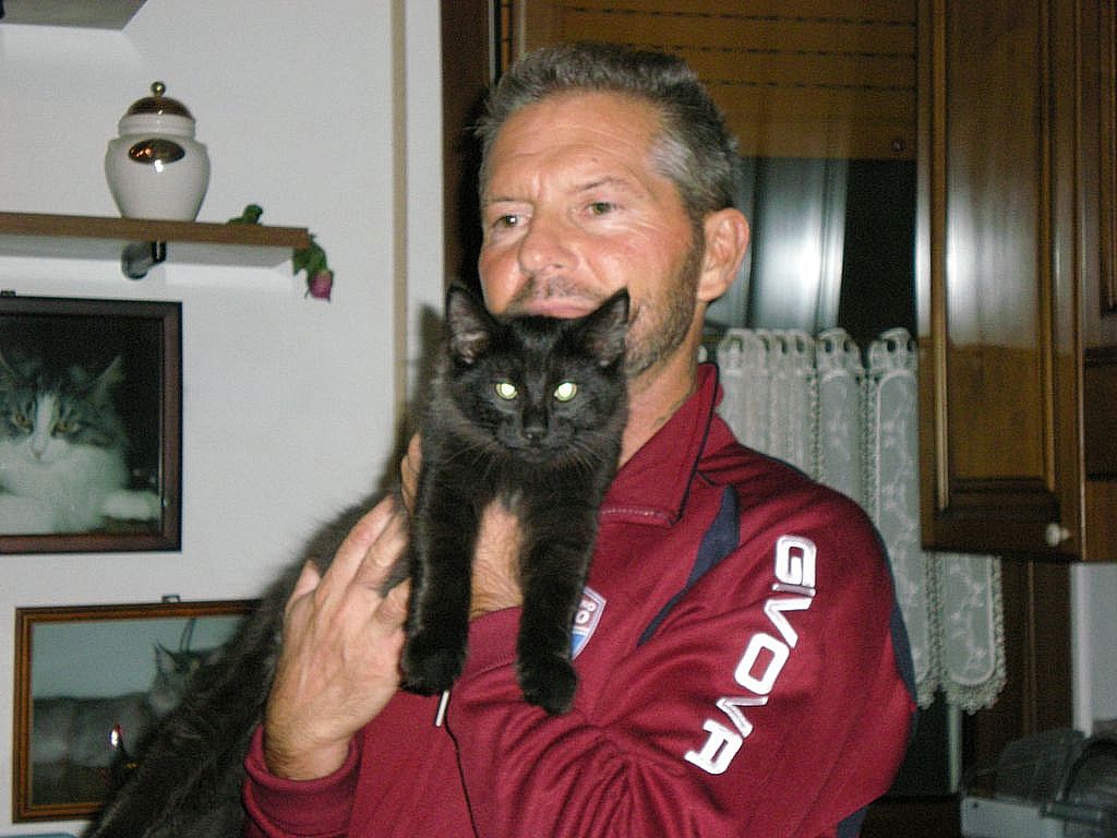 Gatti Norvegesi - cuccioli