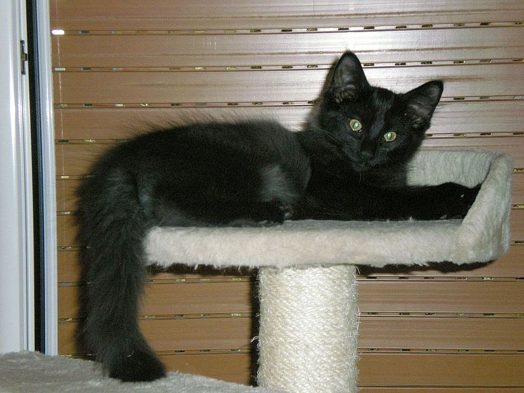 Gatti Norvegesi - cuccioli