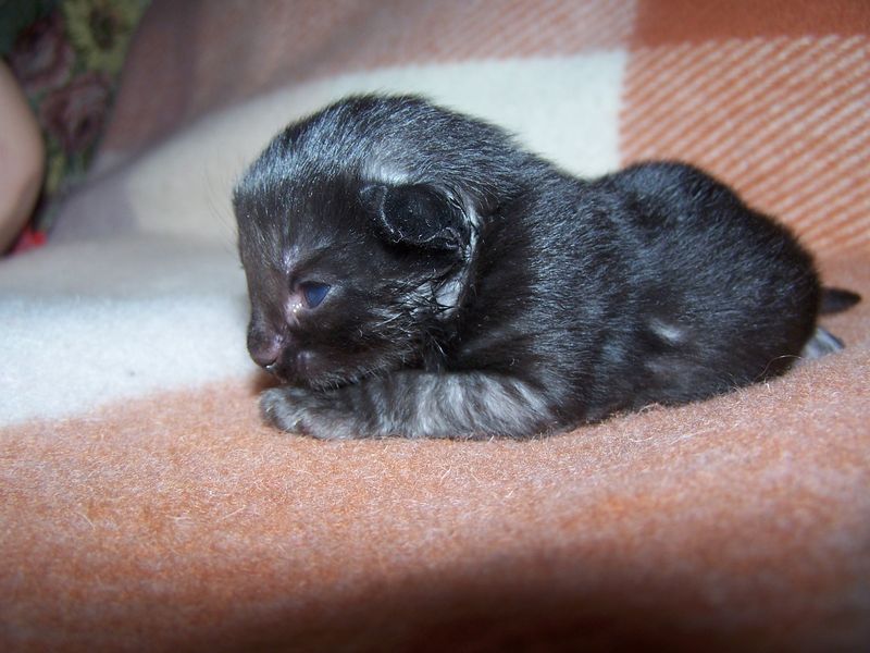 Gatti Norvegesi - cuccioli
