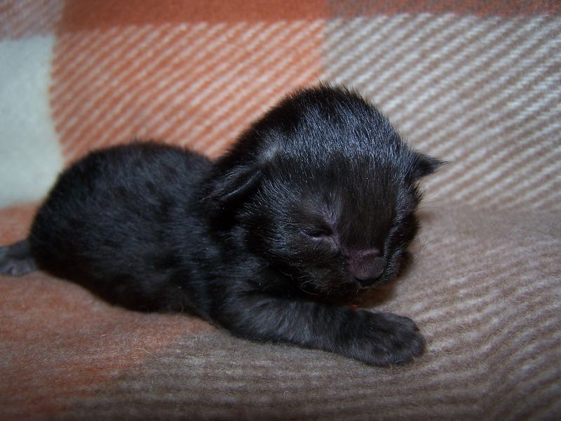 Gatti Norvegesi - cuccioli