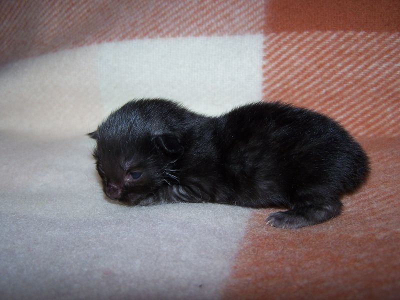 Gatti Norvegesi - cuccioli