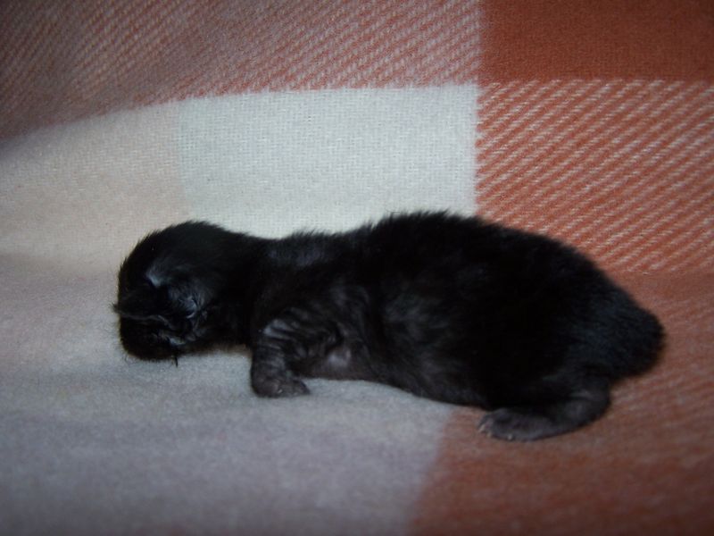 Gatti Norvegesi - cuccioli