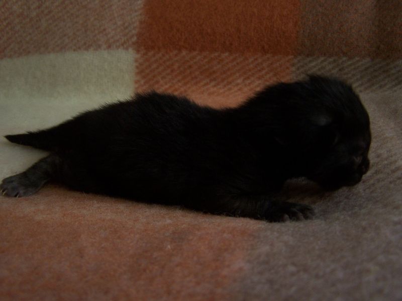 Gatti Norvegesi - cuccioli