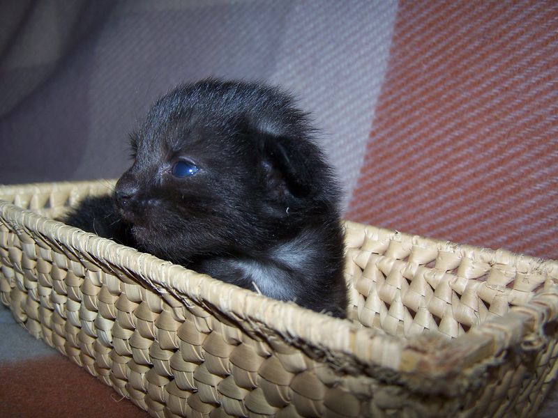 Gatti Norvegesi - cuccioli