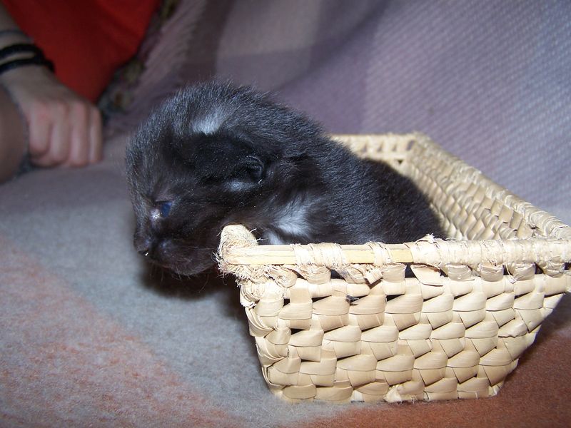 Gatti Norvegesi - cuccioli