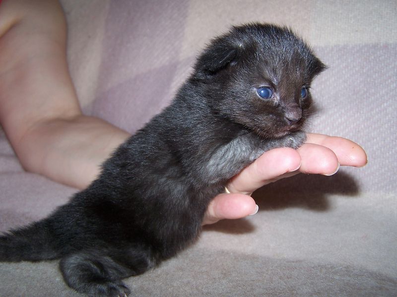 Gatti Norvegesi - cuccioli