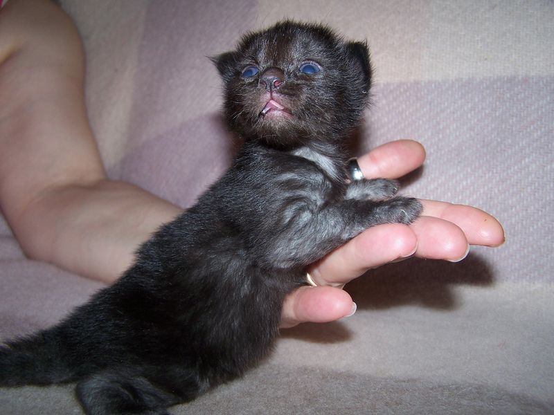 Gatti Norvegesi - cuccioli