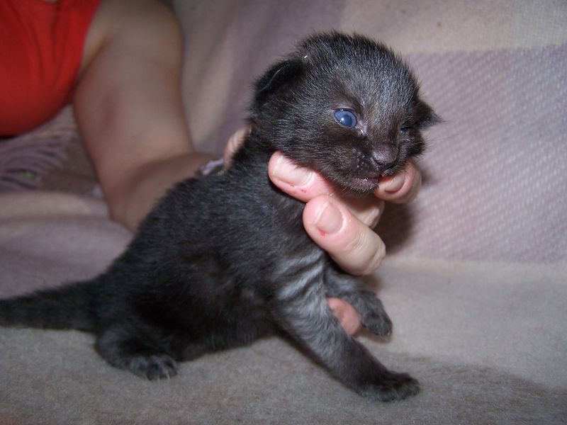 Gatti Norvegesi - cuccioli