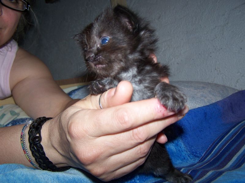 Gatti Norvegesi - cuccioli
