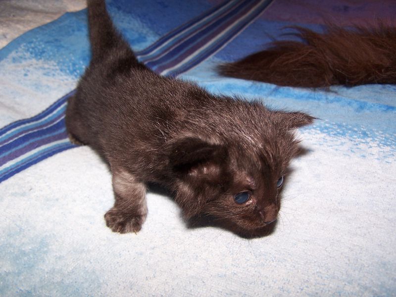 Gatti Norvegesi - cuccioli