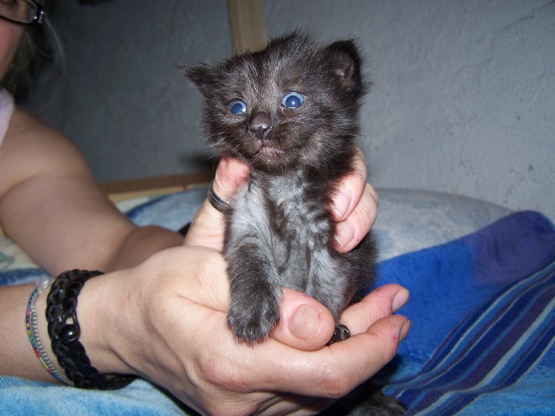 Gatti Norvegesi - cuccioli