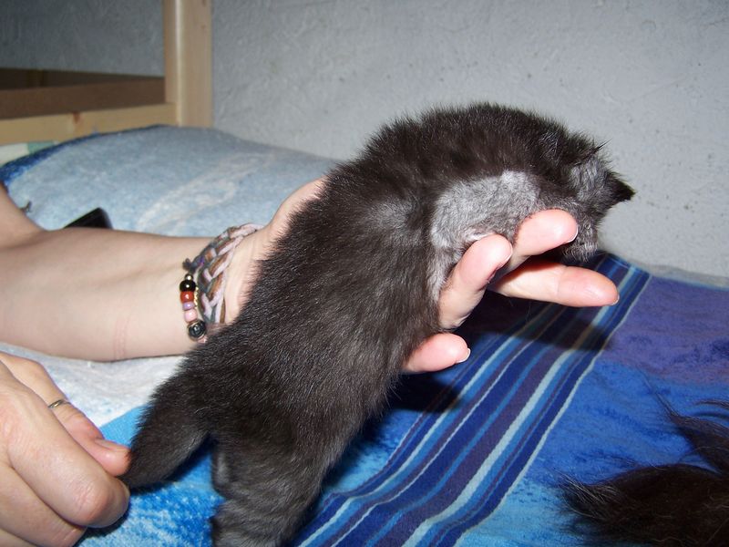 Gatti Norvegesi - cuccioli