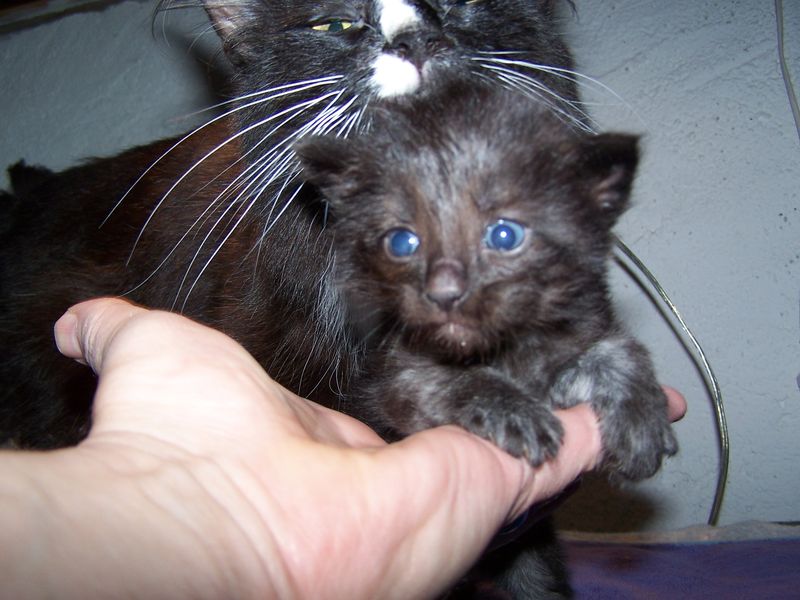 Gatti Norvegesi - cuccioli