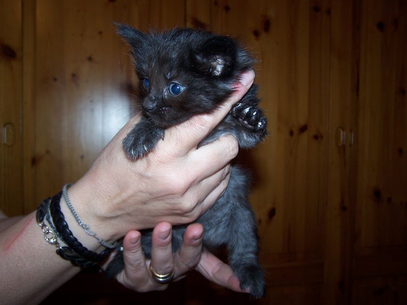 Gatti Norvegesi - cuccioli