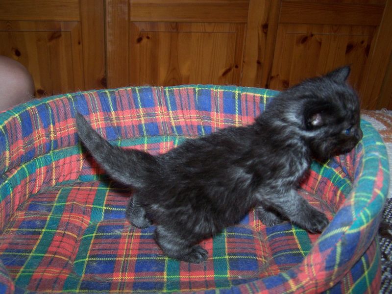 Gatti Norvegesi - cuccioli
