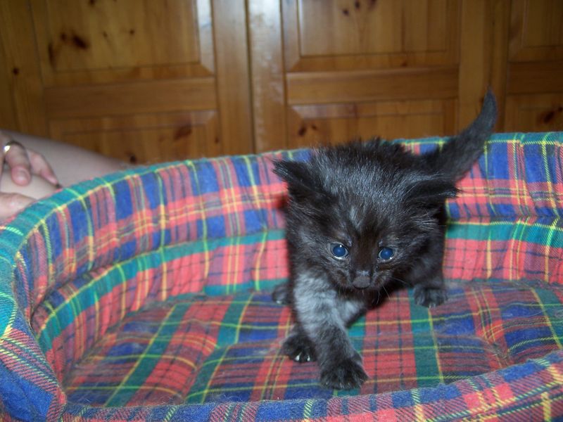 Gatti Norvegesi - cuccioli