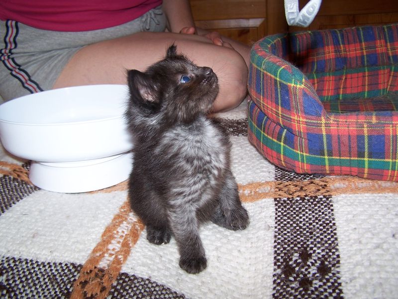 Gatti Norvegesi - cuccioli