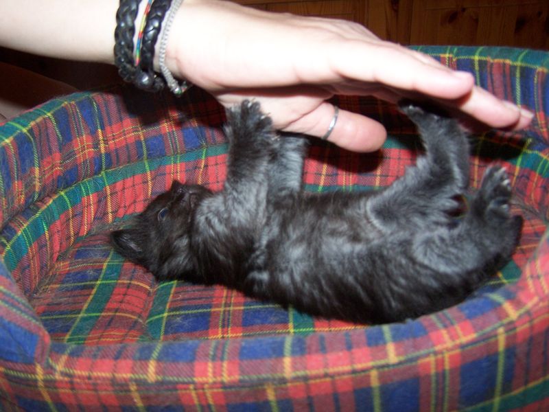 Gatti Norvegesi - cuccioli