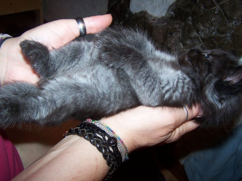 Gatti Norvegesi - cuccioli