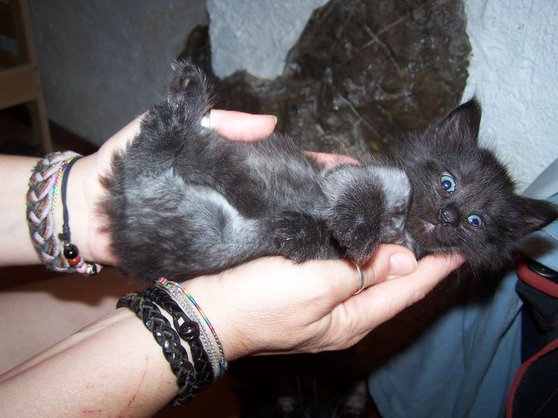 Gatti Norvegesi - cuccioli