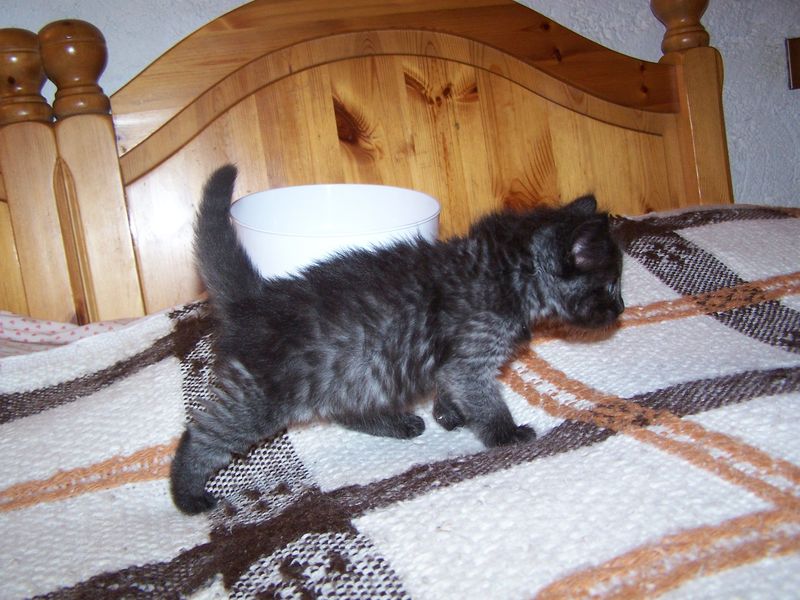 Gatti Norvegesi - cuccioli