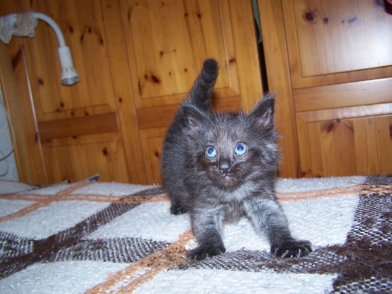 Gatti Norvegesi - cuccioli