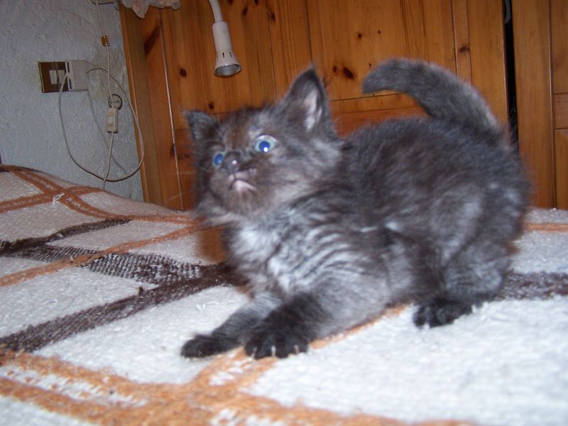Gatti Norvegesi - cuccioli