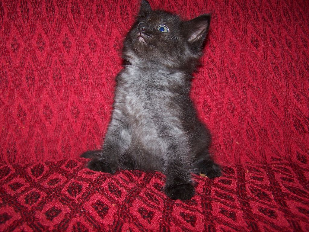 Gatti Norvegesi - cuccioli