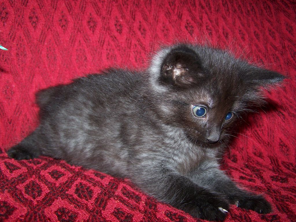 Gatti Norvegesi - cuccioli