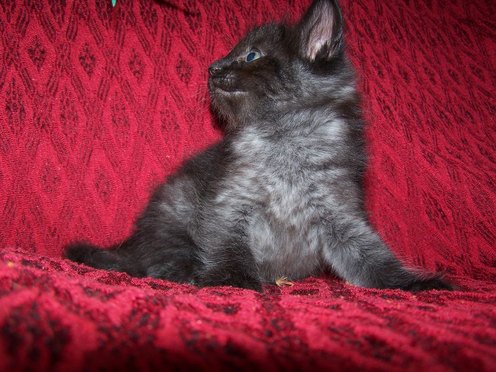 Gatti Norvegesi - cuccioli