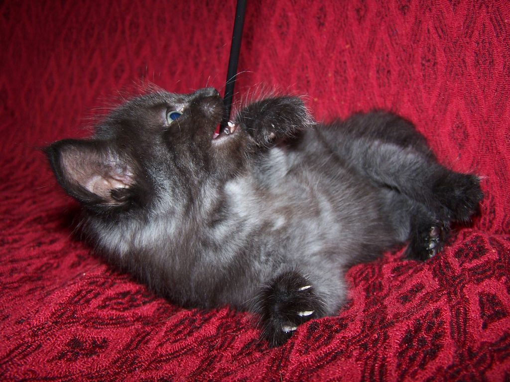 Gatti Norvegesi - cuccioli