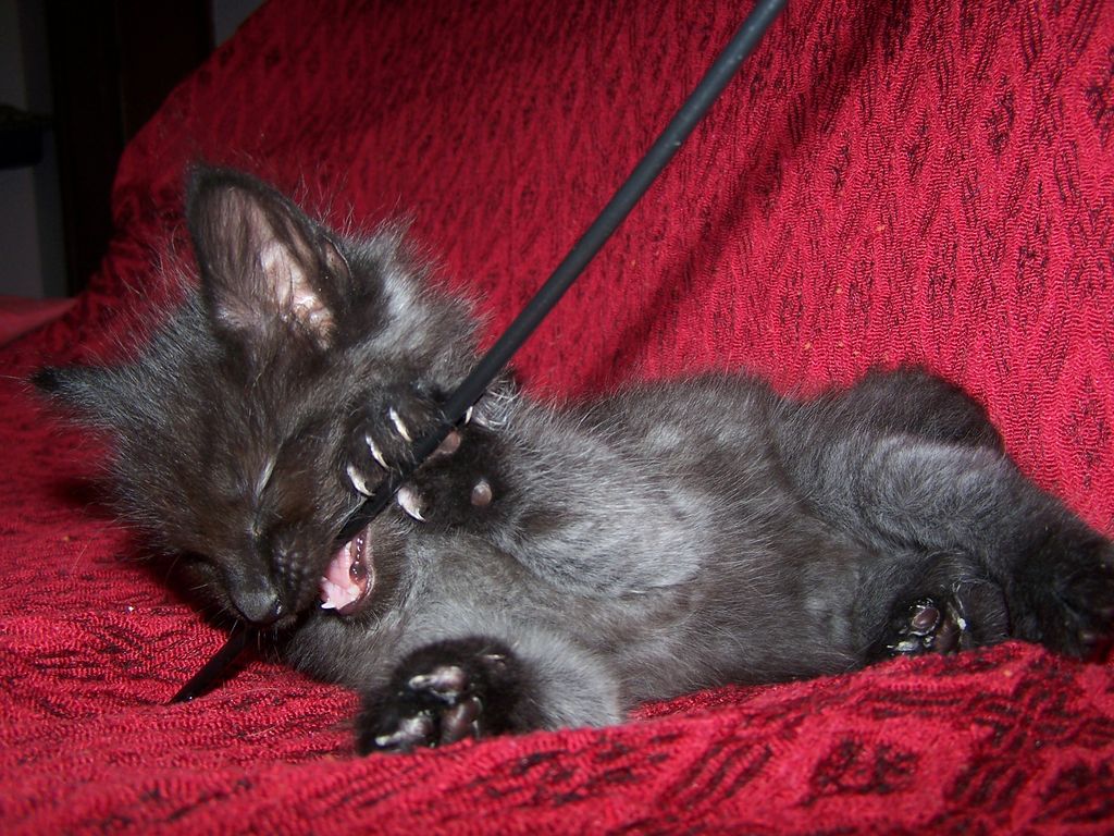 Gatti Norvegesi - cuccioli
