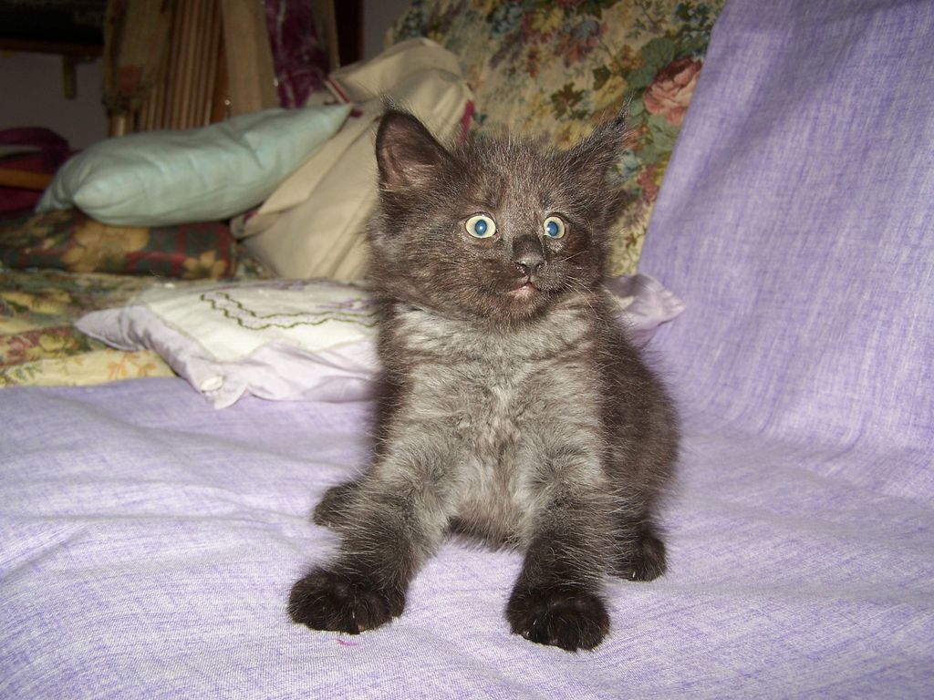 Gatti Norvegesi - cuccioli
