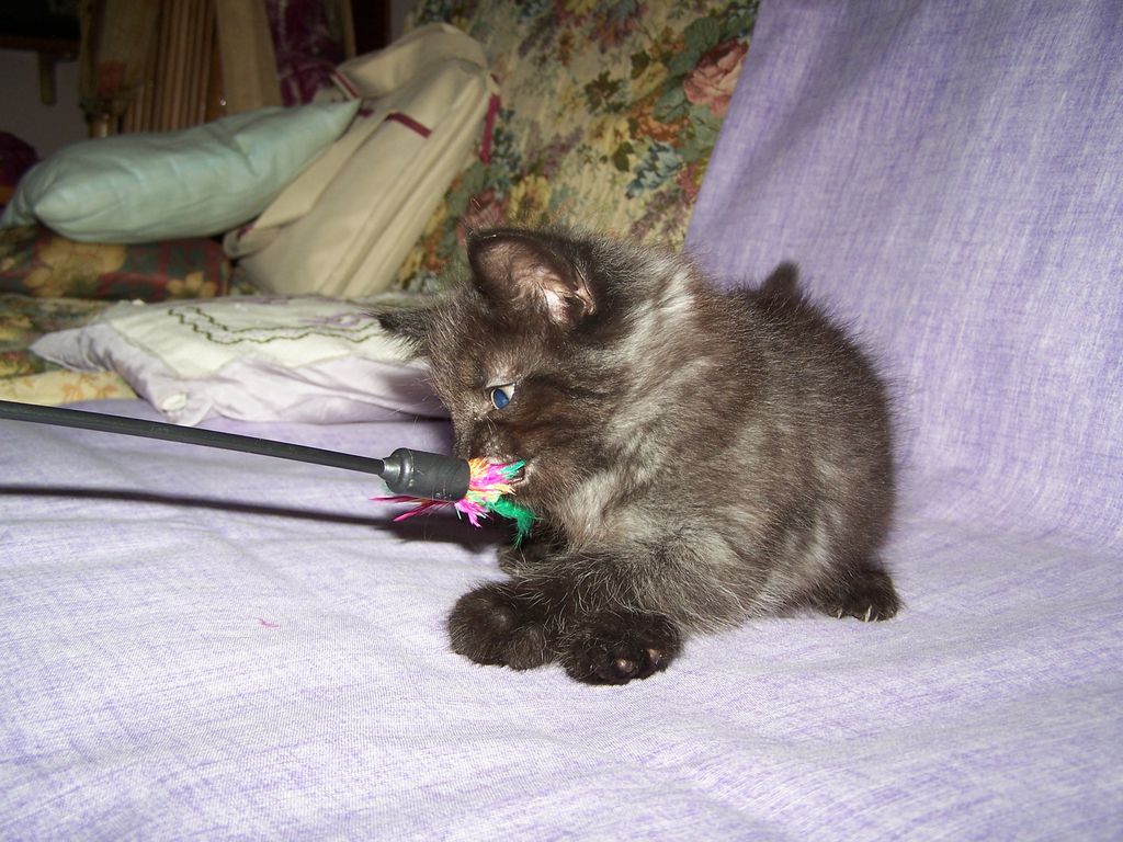 Gatti Norvegesi - cuccioli
