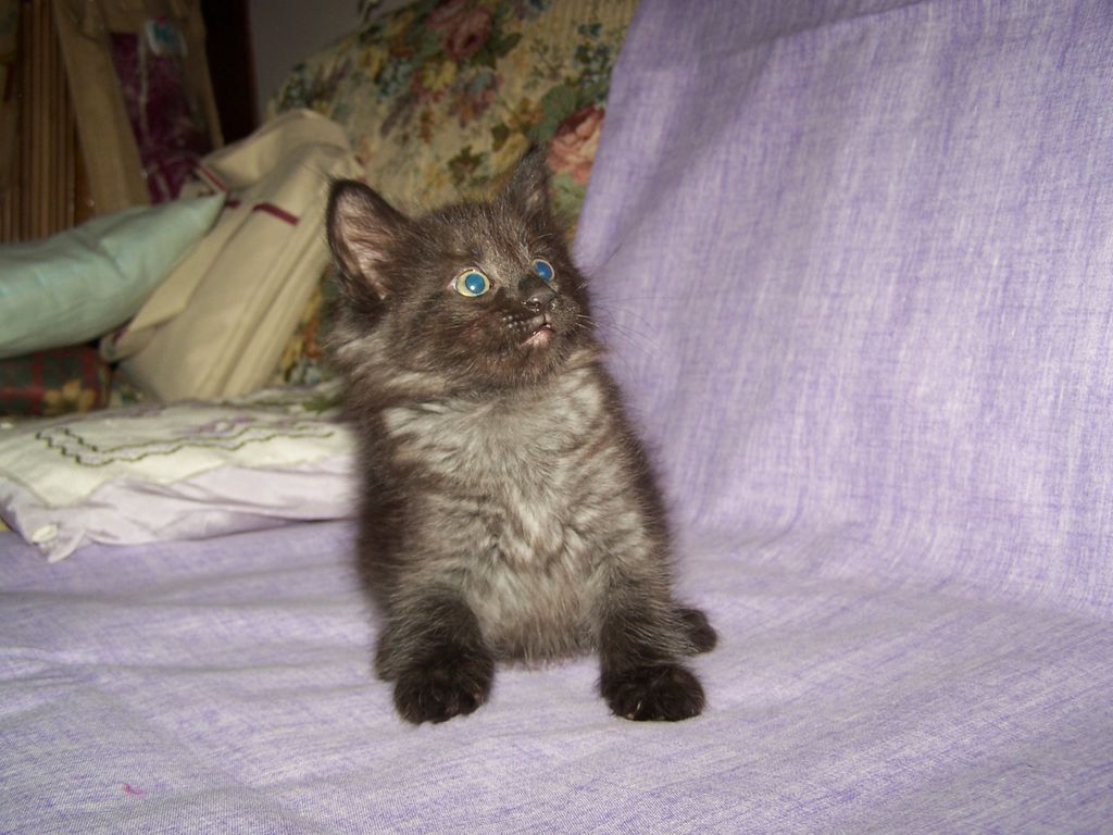 Gatti Norvegesi - cuccioli