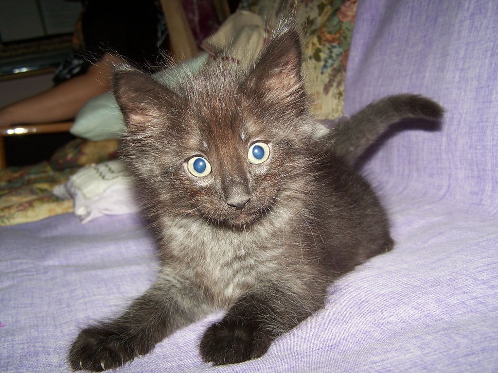 Gatti Norvegesi - cuccioli