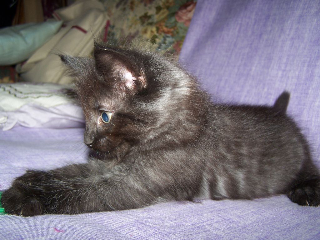 Gatti Norvegesi - cuccioli