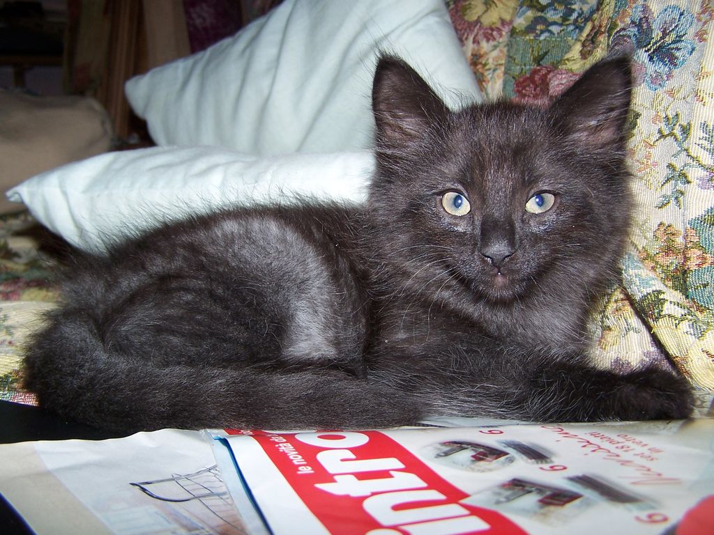 Gatti Norvegesi - cuccioli