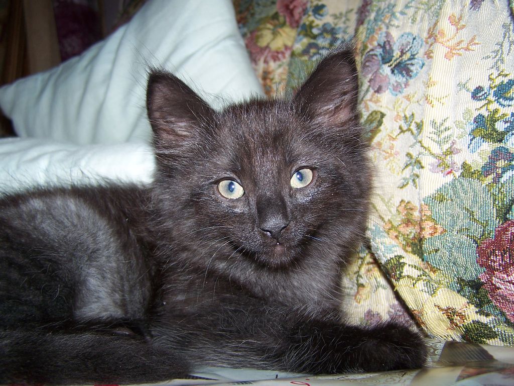 Gatti Norvegesi - cuccioli