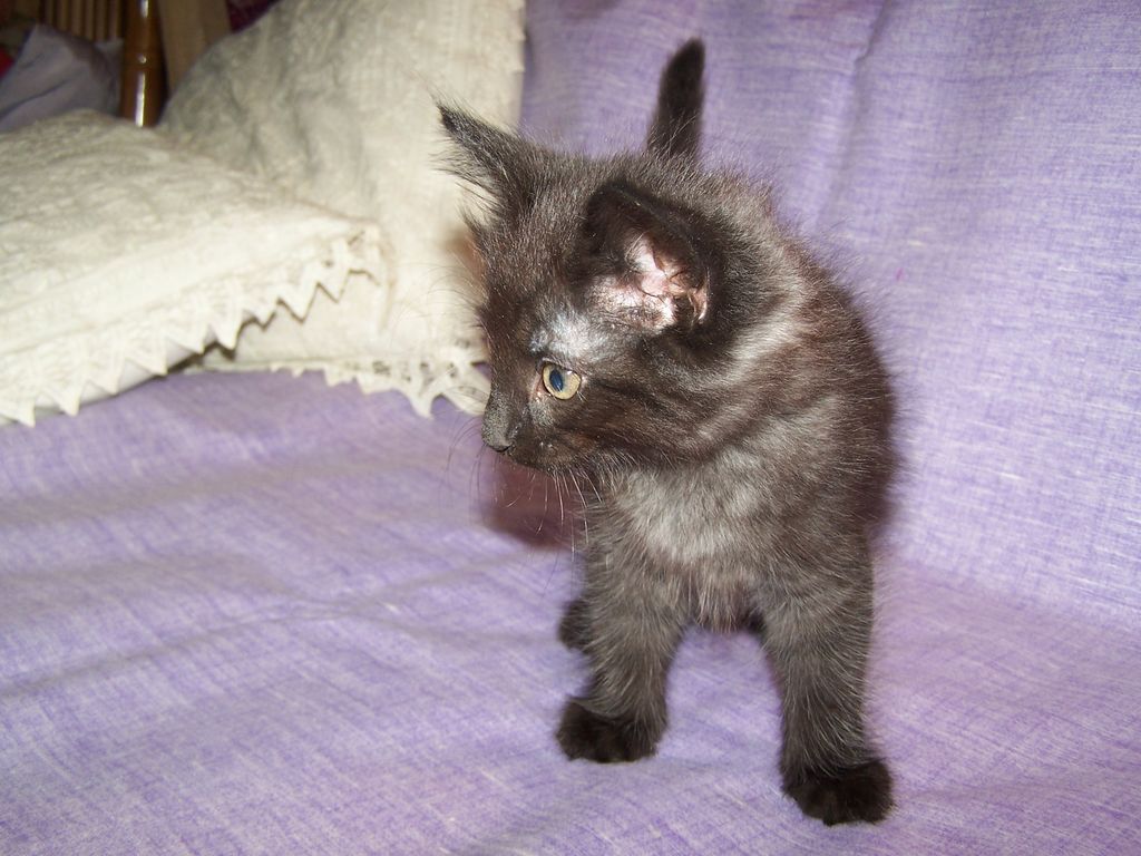 Gatti Norvegesi - cuccioli