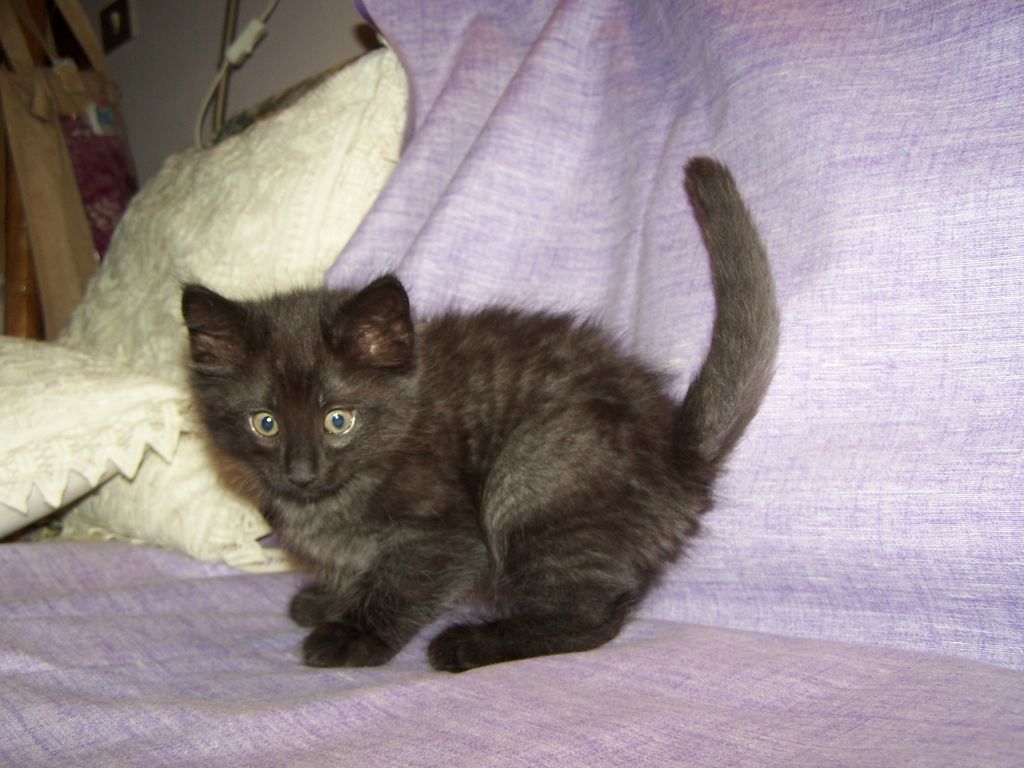 Gatti Norvegesi - cuccioli