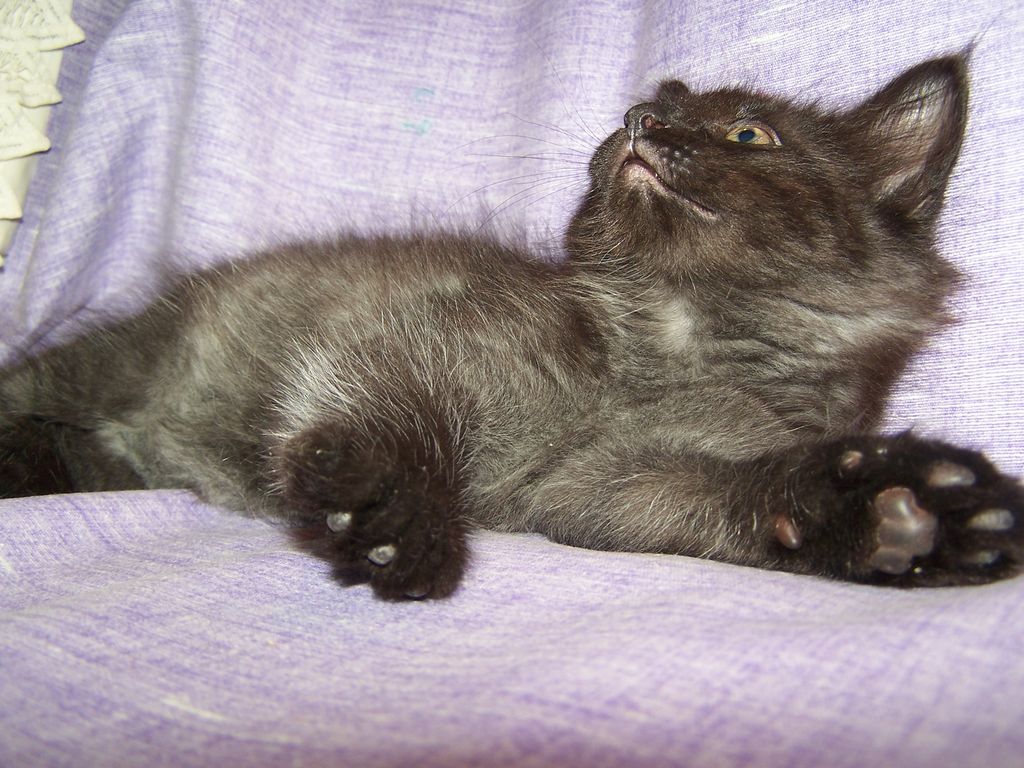 Gatti Norvegesi - cuccioli