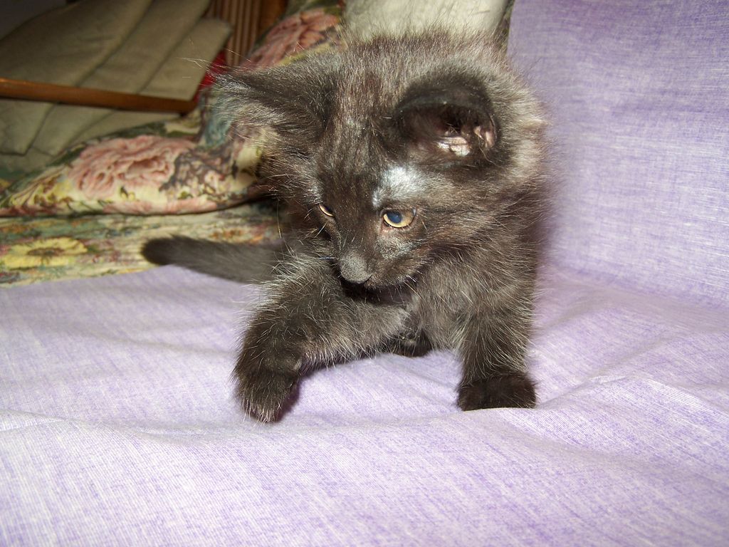 Gatti Norvegesi - cuccioli