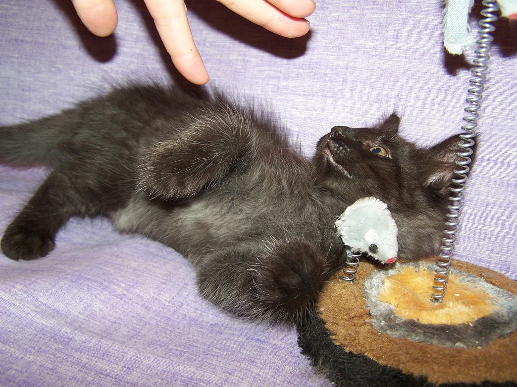 Gatti Norvegesi - cuccioli