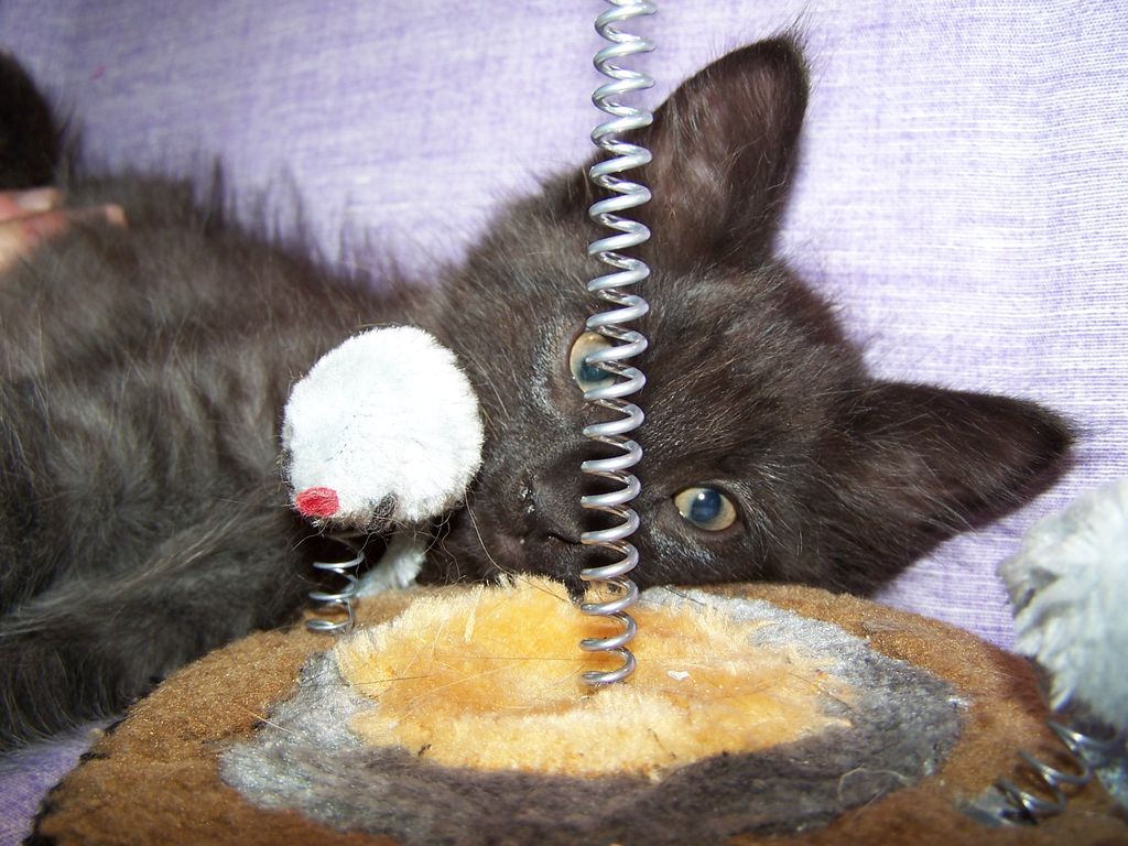 Gatti Norvegesi - cuccioli