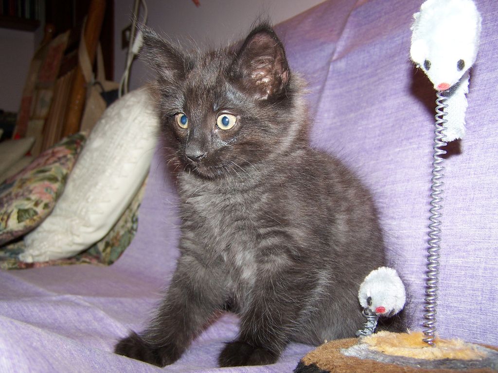 Gatti Norvegesi - cuccioli